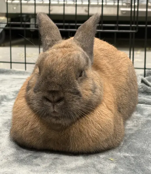 Pierre