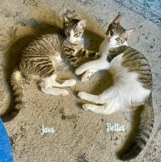 Java & Bellini