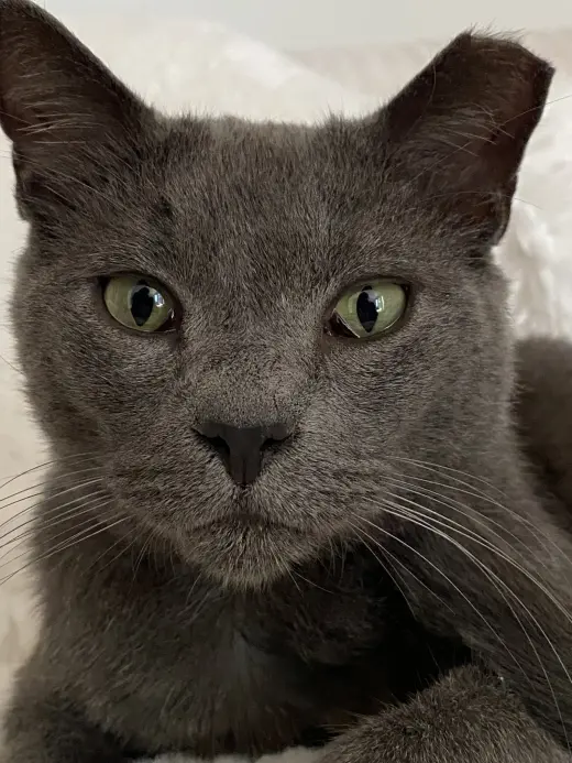 Romeo