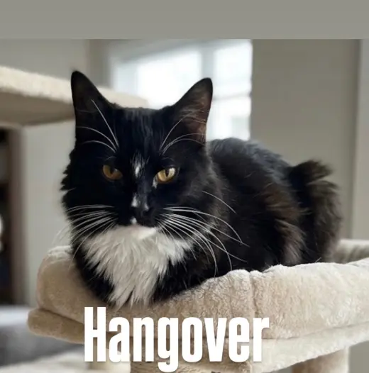 Hangover