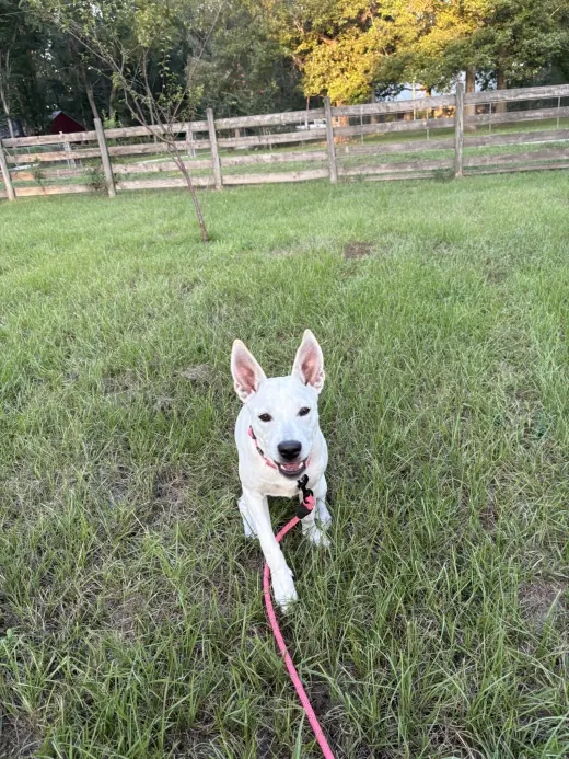 Luna Bean
