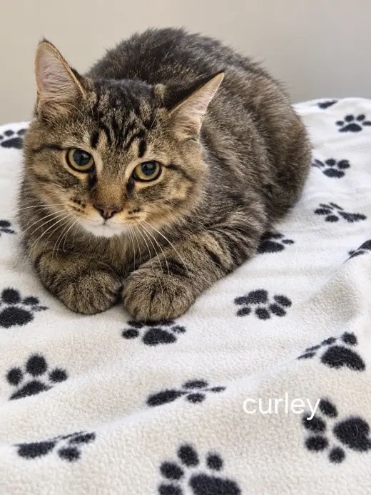 Curley