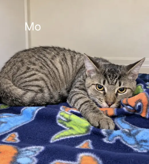 Mo