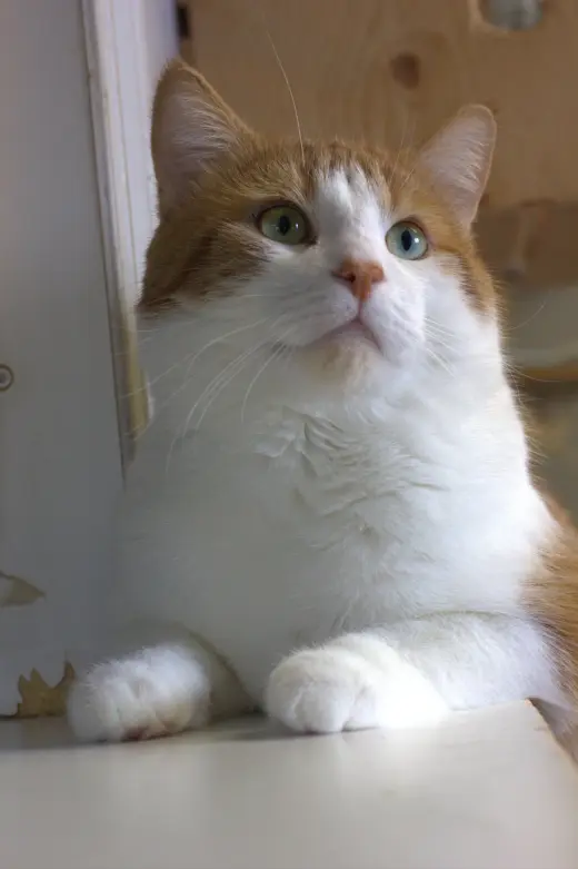 Léo