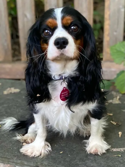 Ivy