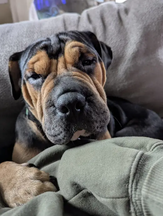 Magoo