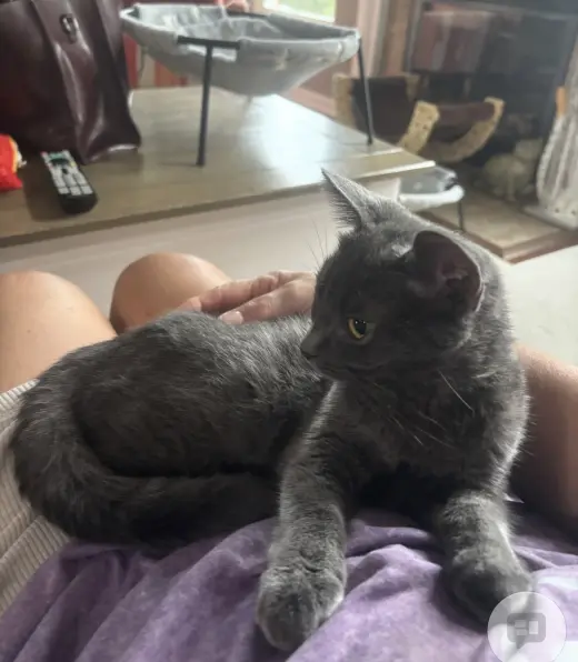 Konnie(must be adopted w/Kelly)