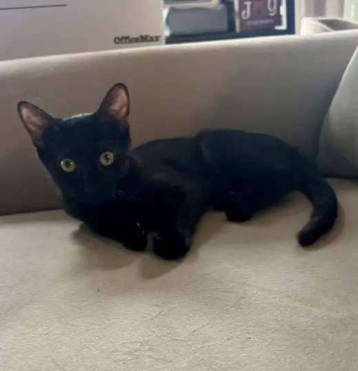 Kelly(must be adopted w/Konnie