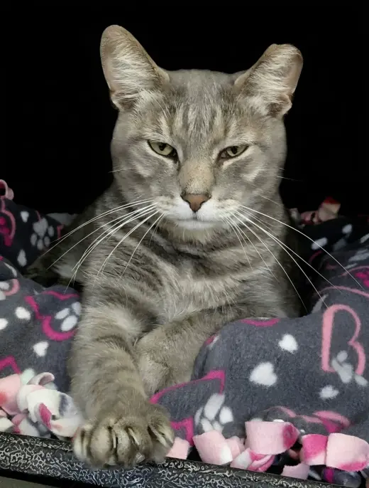 Millie (bonded with Vern)