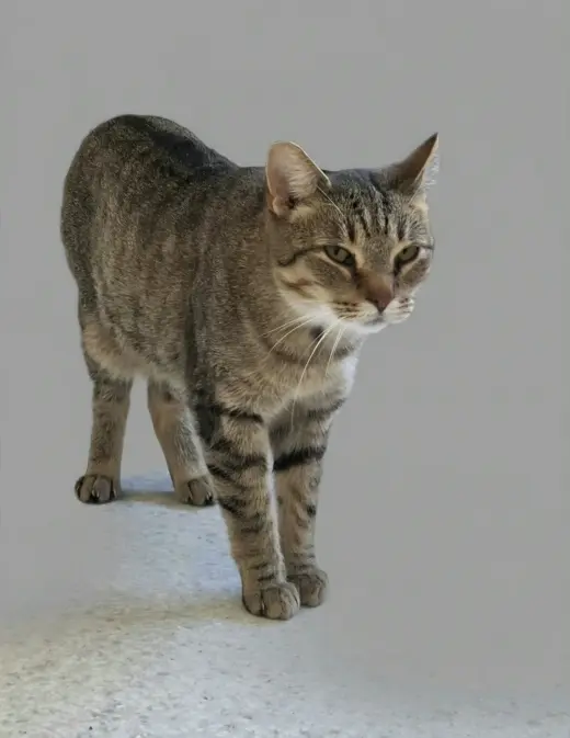 Vern (bonded with Millie)