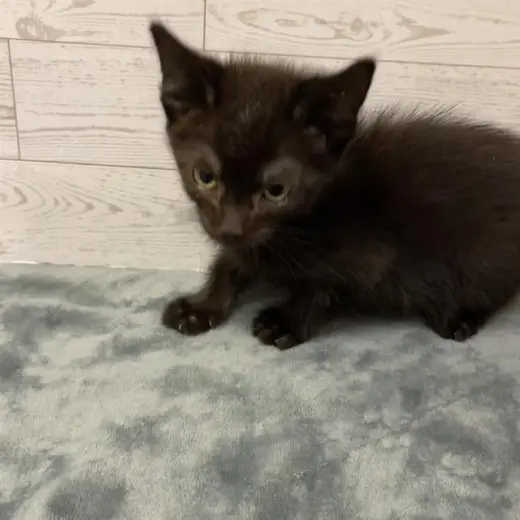 *KOVU