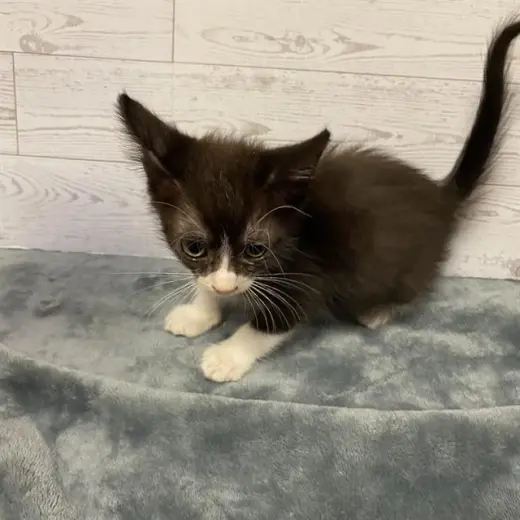 *SIMBA