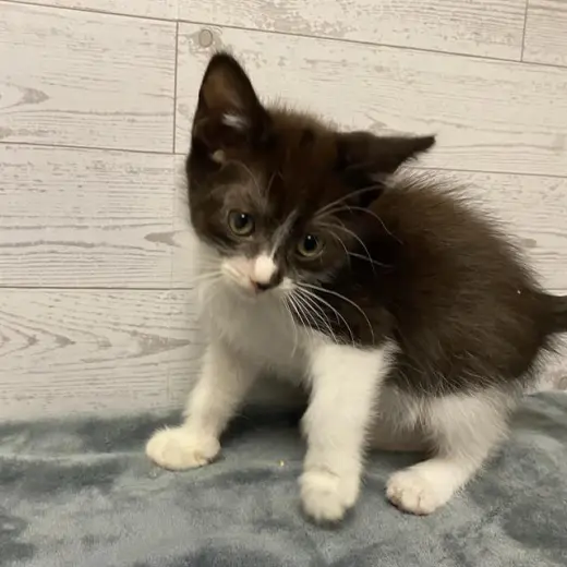 *NALA