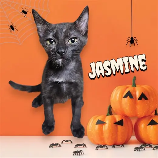 *JASMINE