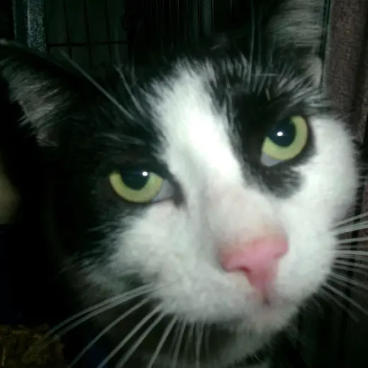 Rhodes (Working Cat)