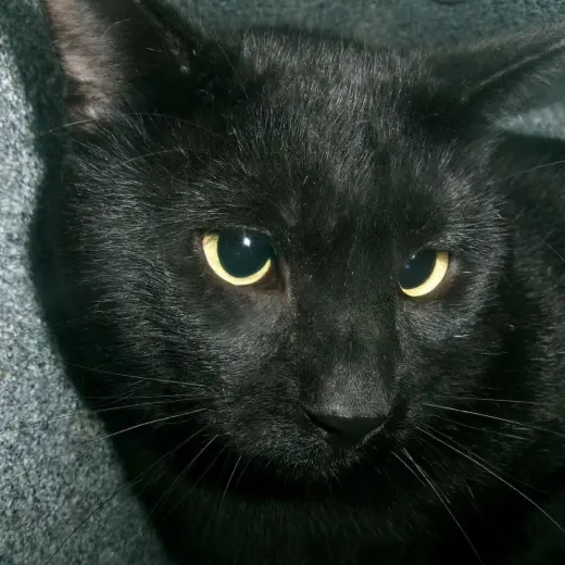 Twilight (Working Cat)