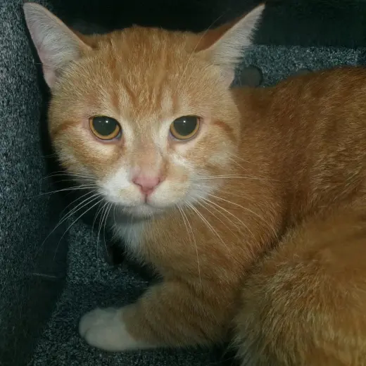 Amaretto (Working Cat)