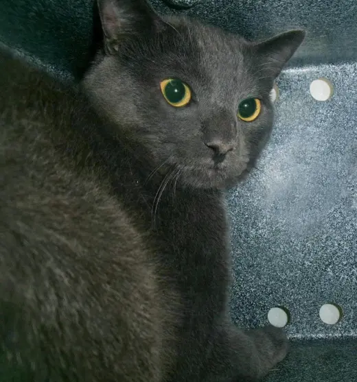 Sidon (Working Cat)