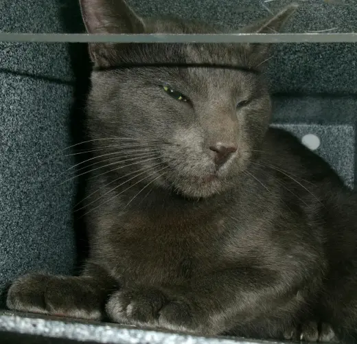 Nazgul (Working Cat)