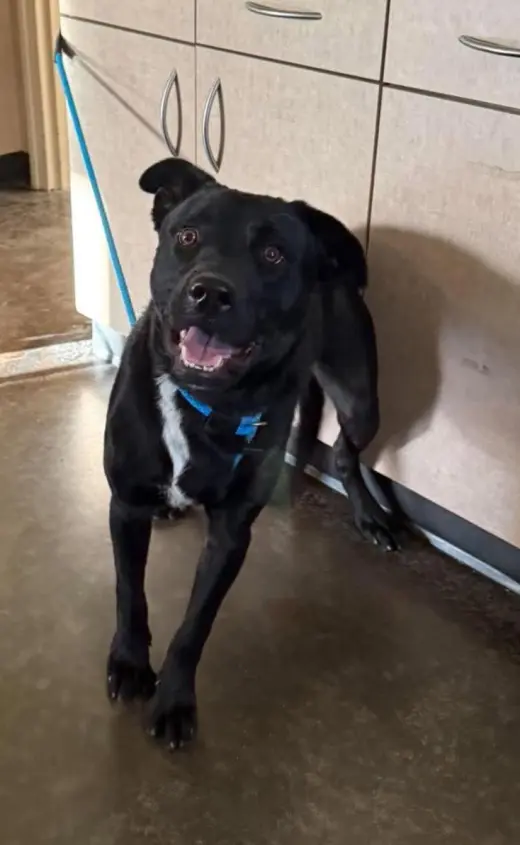 Found stray: Heart