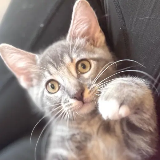 Cosmo