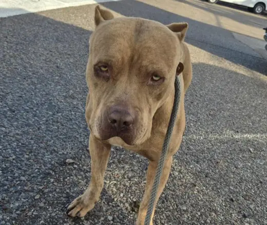 COJAK