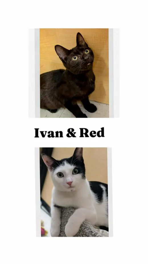 Ivan & Red