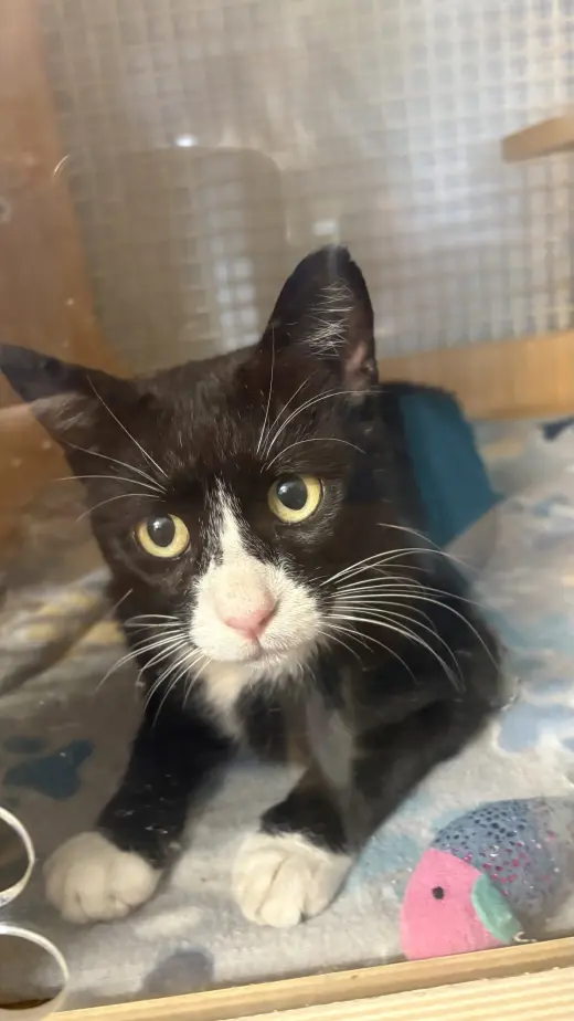 Bogard   (aka Puss)