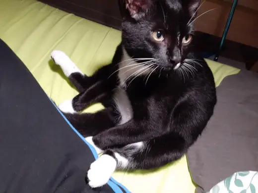 Banjo