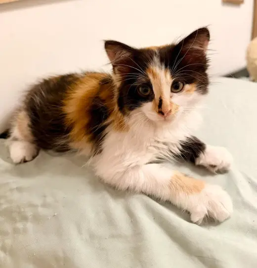 Dahlia