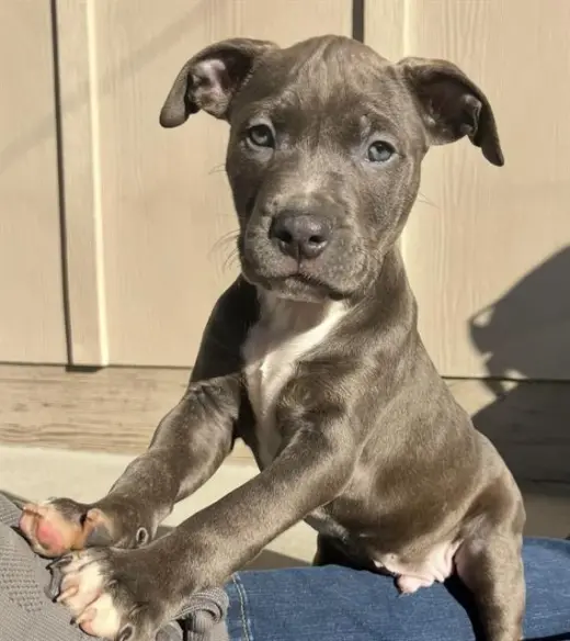 TIMBER*