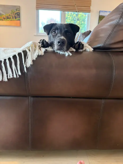 Bodie