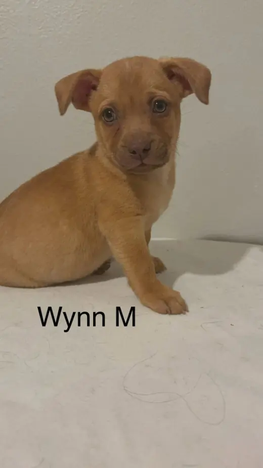 Wynn #5795