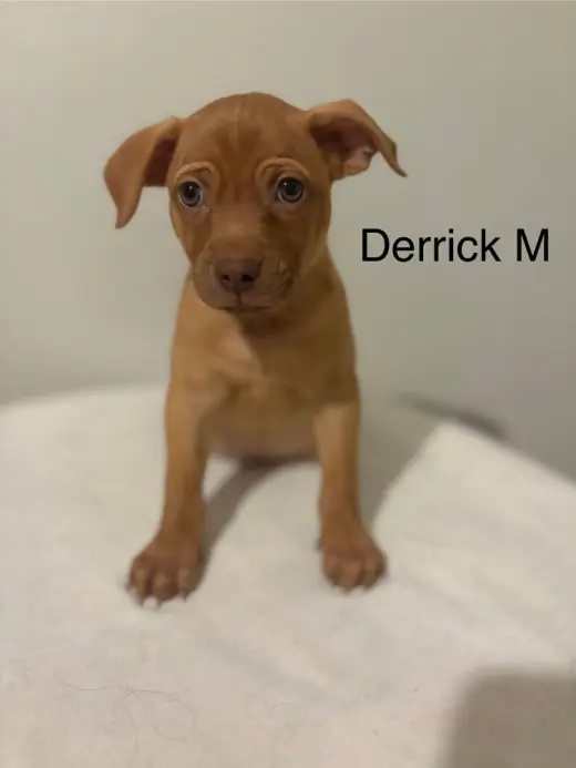 Derrick #5787