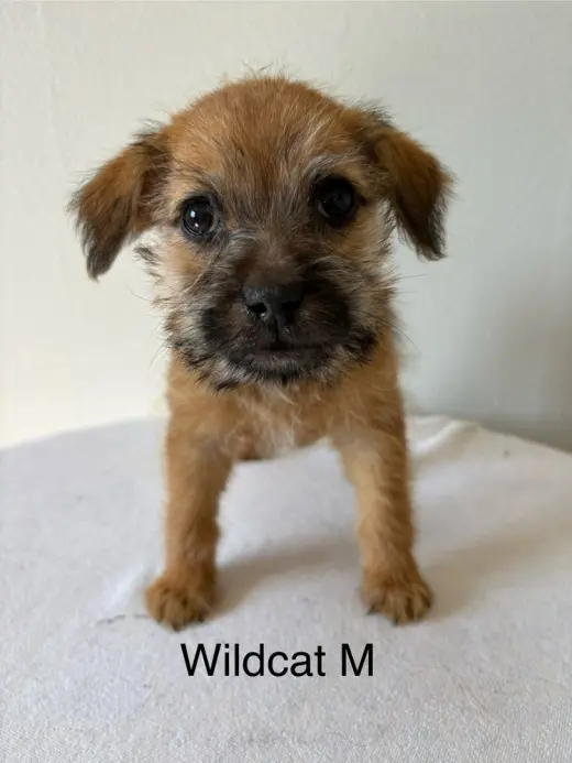 Wildcat #5794