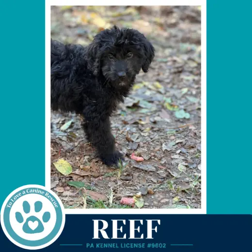 Reef(Seashore Squad) 101726