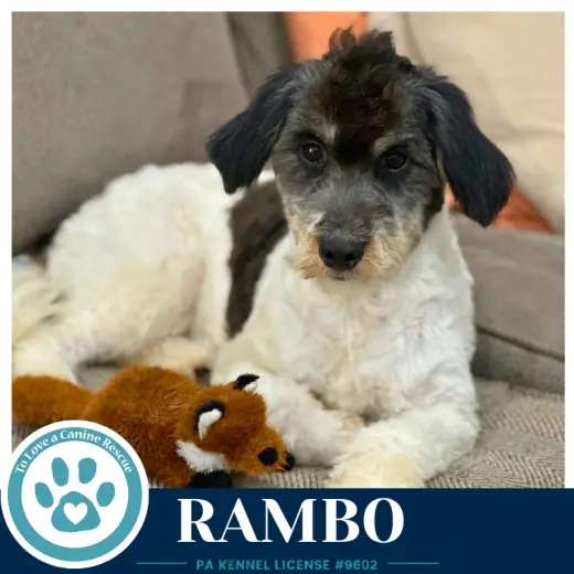 Rambo 101726