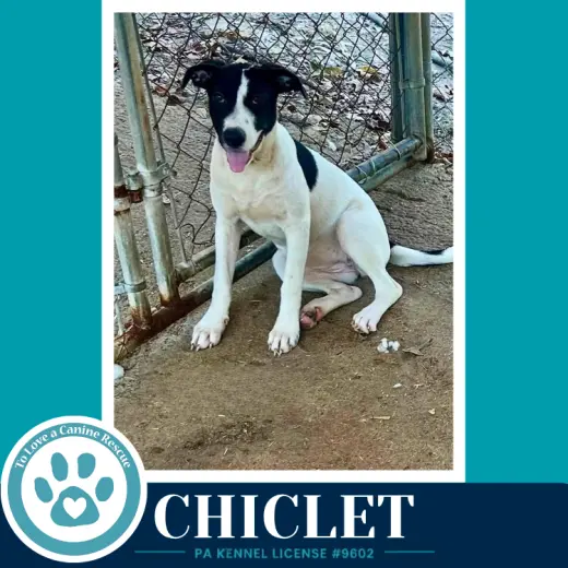 Chiclet (Bubble Gum Gang) 101726