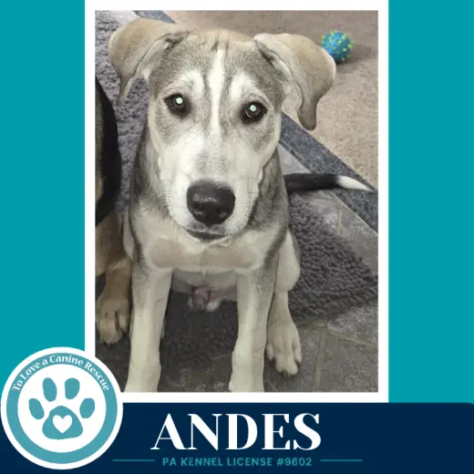 Andes (Arctic Team) 101726