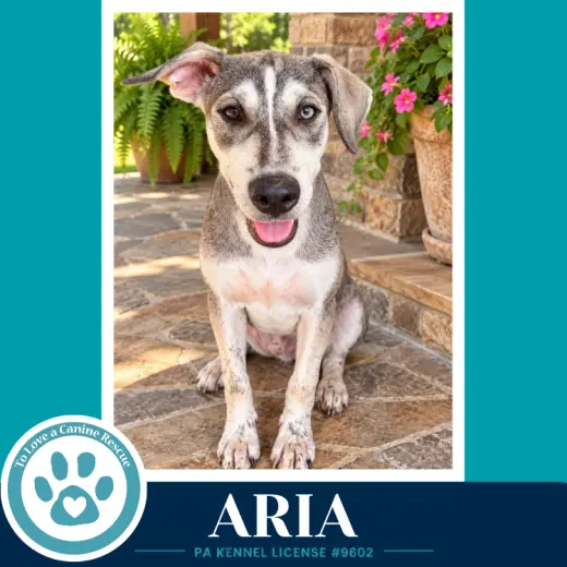 Aria (Arctic Team) 101726