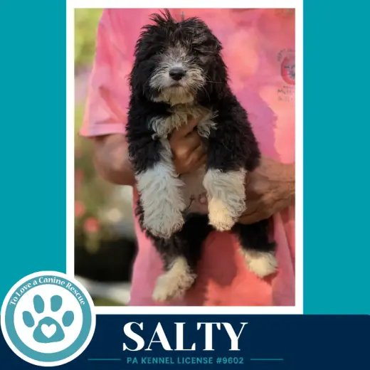 Salty (Seashore Squad) 101726