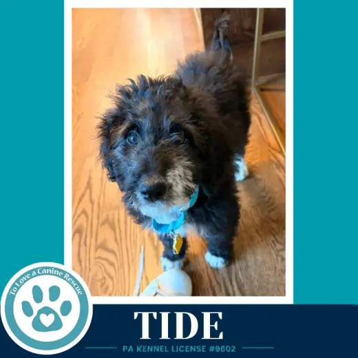 Tide (Seashore Squad) 101726