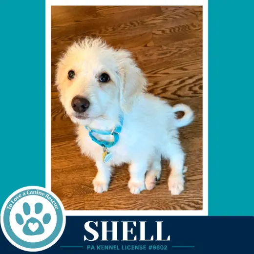 Shell (Seashore Squad) 101726