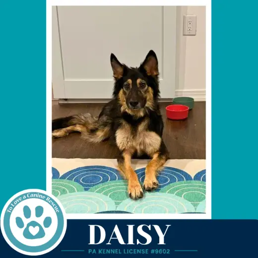 Daisy (Mom to the Triple D's) 101726