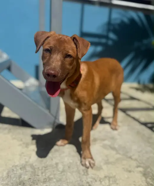 Milo