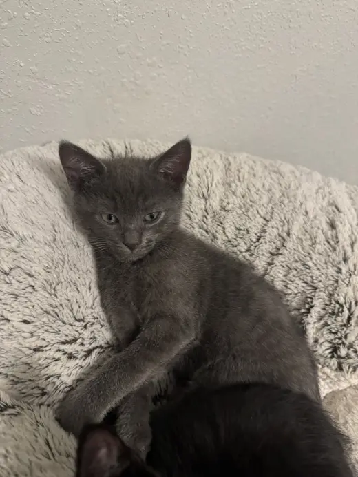 Brock (new)