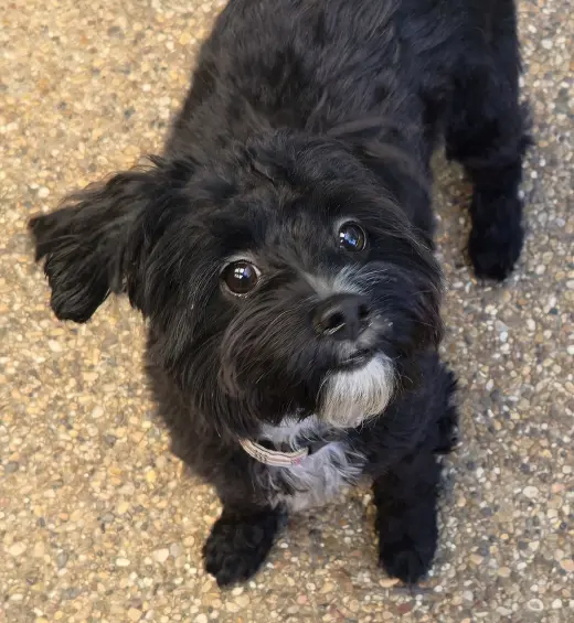 Barley (Schnoodle)