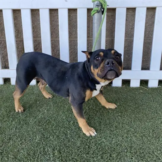 NYLA