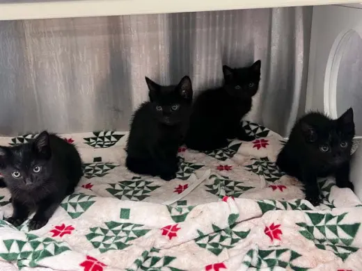 MEOWGIC