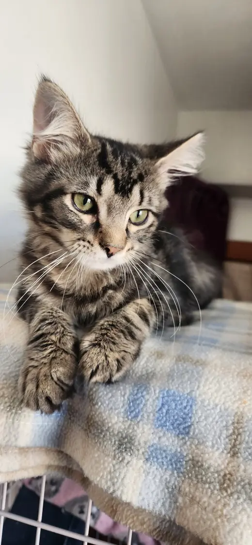 Pierre (foster cat)